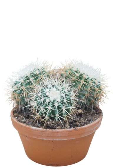 Kaktus-echinocactus-grusonii-Kugel