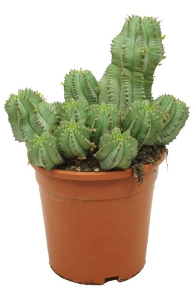 Kaktus-euphorbia-fruticosa-inermis