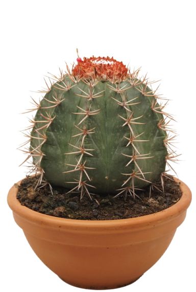 Kaktus-Melokaktus-Bahiensis