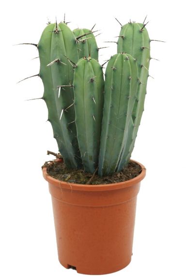 Kaktus-Myrtillocactus-Geometrizans-klein