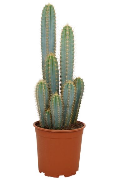 Kaktus-Pilosocereus-Azureus-klein
