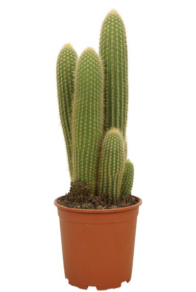 Cactus-vatricania-guentheri-groot