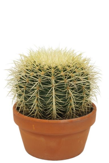 Kaktus echinocactus grusonii