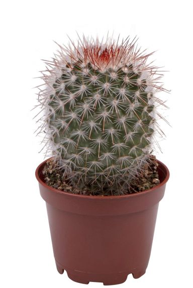 Cactus mammillaria ruestii