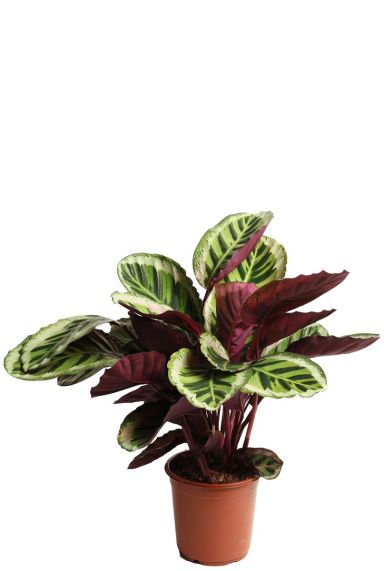 Calathea Angela - Pfeilwurze