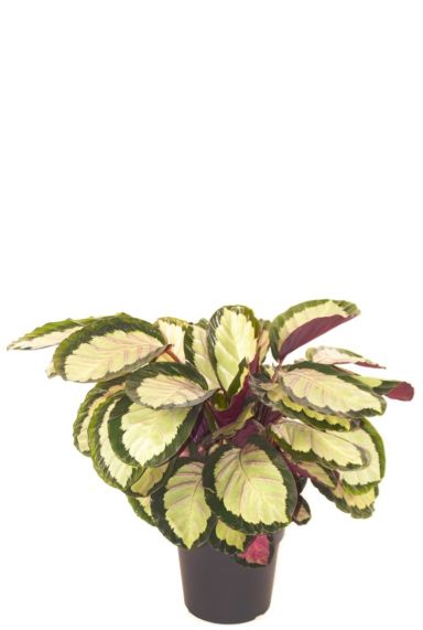 Calathea roseopicta silvia