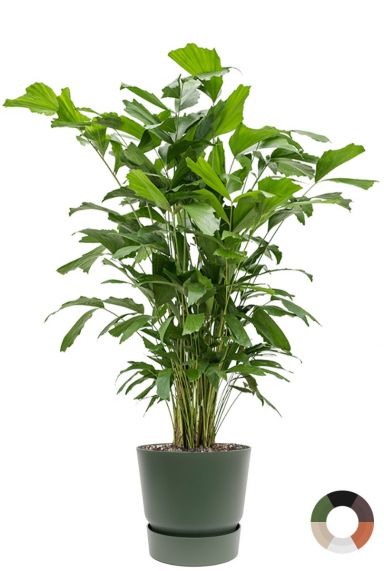 Caryota mitis palm in pot