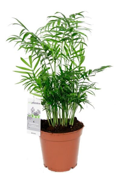 Chamaedorea zimmerpflanze