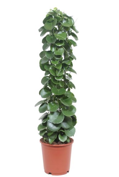 Cissus rotundifolia kamerplant 1