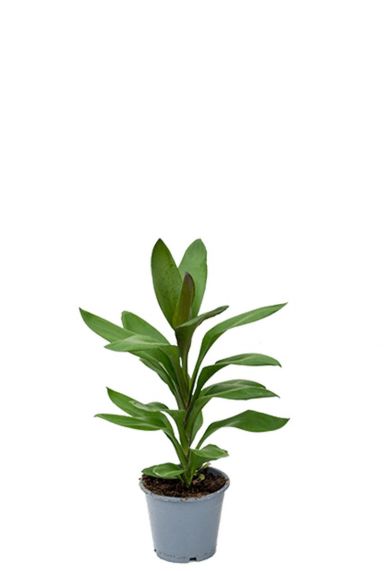 Cordyline glauca - Keulen Lilie zimmerpflanze