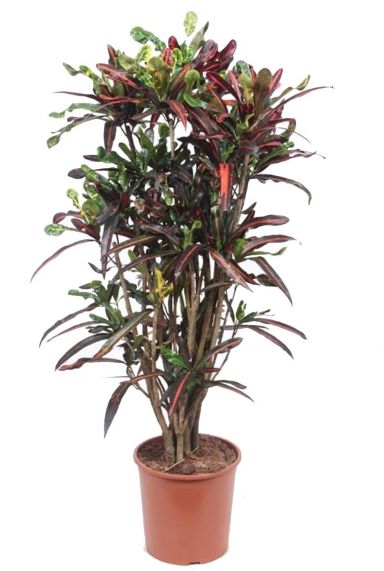 Croton mammi kleurige kamerplant