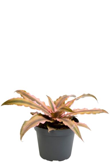 Cryptanthus pink star
