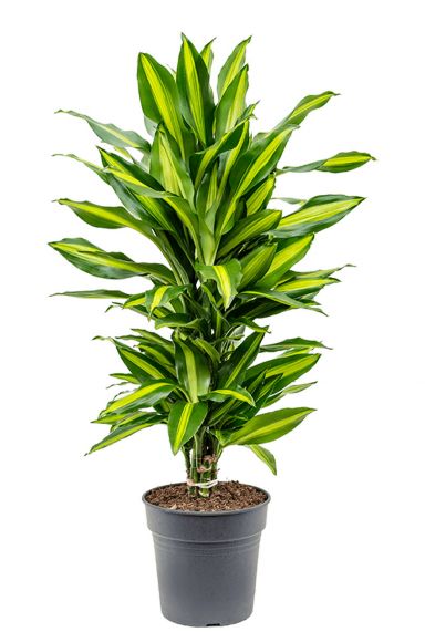 Dracaena cintho plant 3