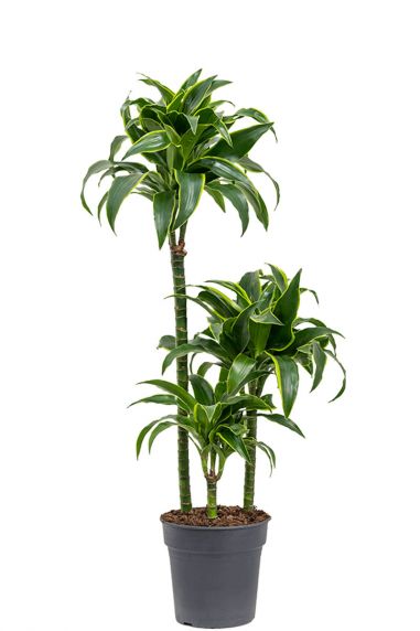 Dracaena dorado Zimmerpflanze 4