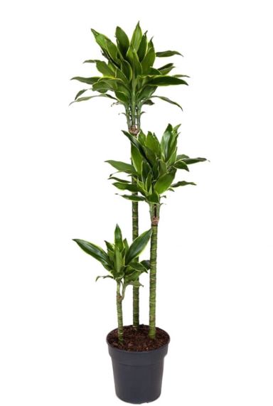 Dracaena golden coast zimmerpflanze
