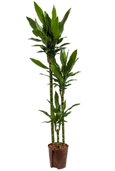 Dracaena janet lind hydrokulturpflanze