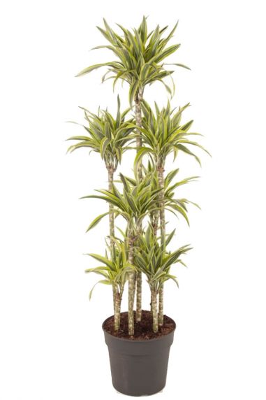 Dracaena lemon lime kamerplant 3