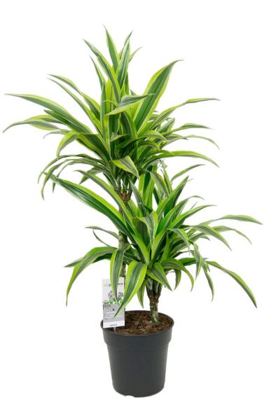 Zimmerpflanze von Botanicly Drachenbaum Höhe: 130 cm Dracaena marginata 