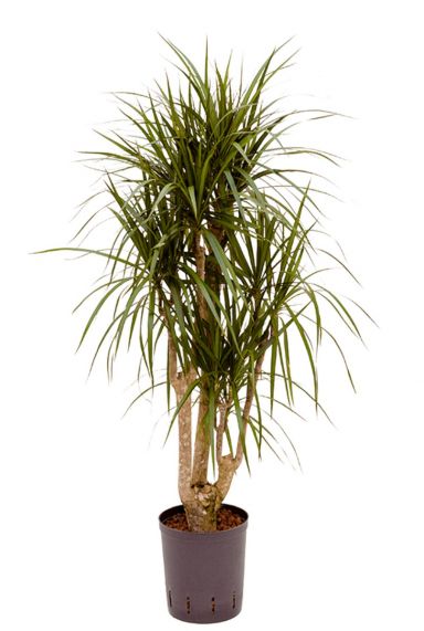 EVRGREEN Zimmerpflanze Drachenbaum in Hydrokultur mit gelbem Topf als Set Dracaena marginata Arrangement 
