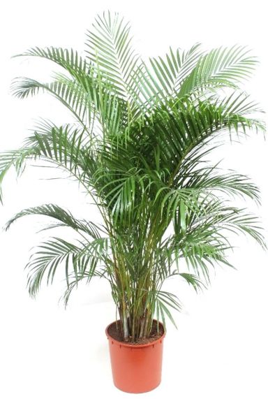 Prachtige grote Areca palm kamerplant