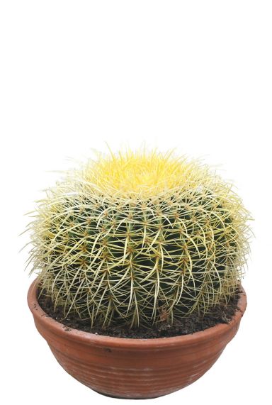 Echinocactus grusonii cactus 1