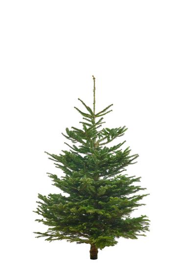 Echter-weihnachtsbaum-nordmann-online-kaufen-100cm