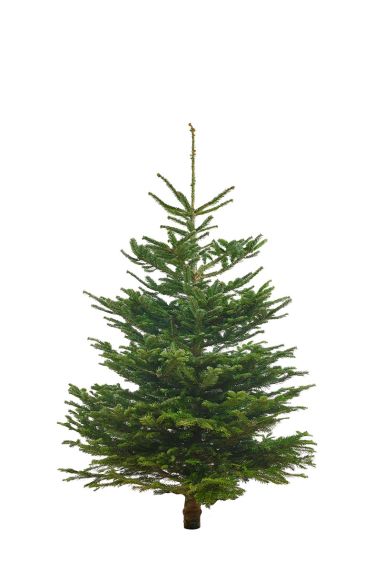 Echter-weihnachtsbaum-nordmann-online-kaufen-125cm