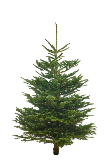 Echter-weihnachtsbaum-nordmann-online-kaufen-150cm