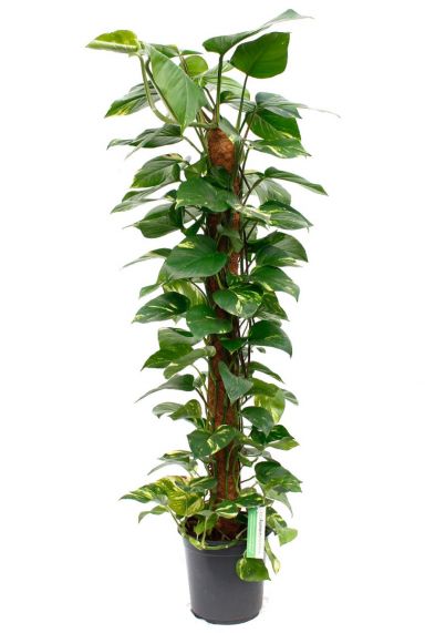 Epipremnum scindapsus grote kamerplant op mosstok 