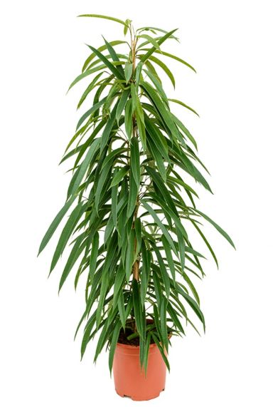 Ficus alii kamerplant 1