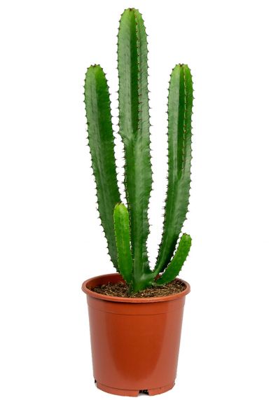 Euphorbia acruensis kaktus