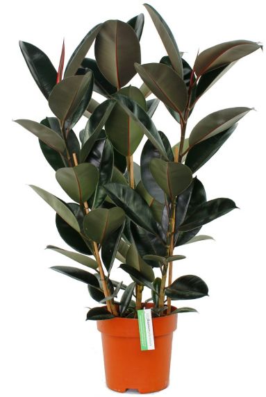 Ficus Elastica Abidjan zimmerpflanze