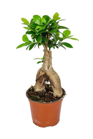 Ficus ginseng zimmerpflanze