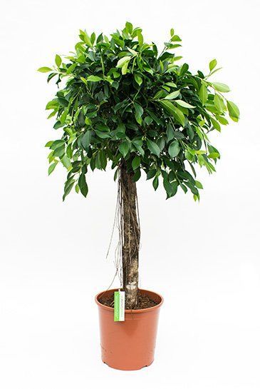 Ficus nitida 1 2