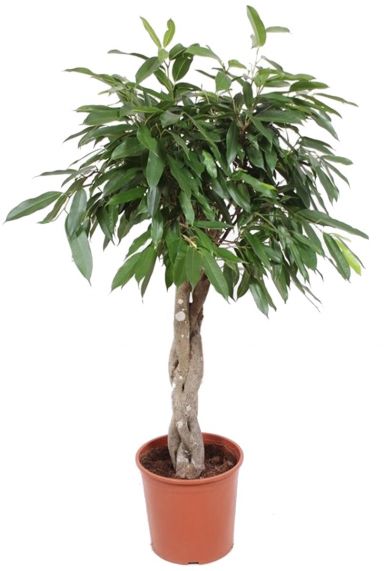 Ficus amstel king baum zimmerpflanze