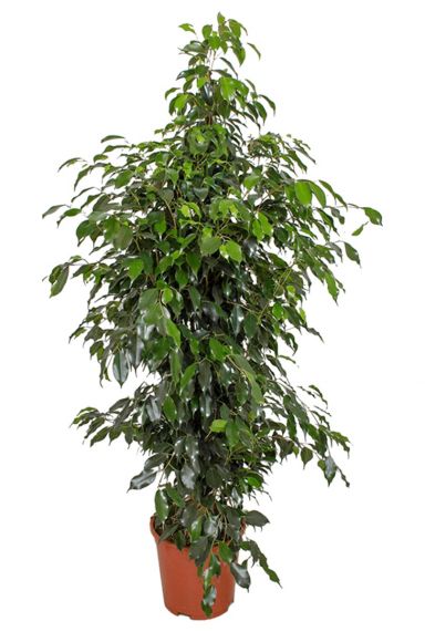 Ficus danielle