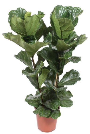 Ficus zimmerpflanze - Nehmen Sie unserem Gewinner
