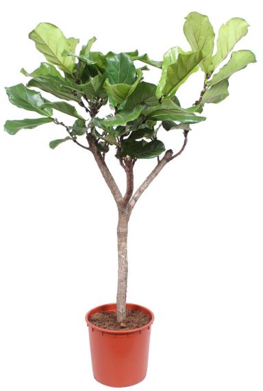 Ficus lyrata op stam