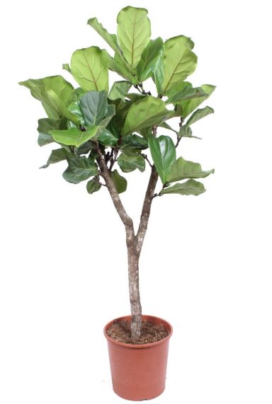 Ficus lyrata plant boom