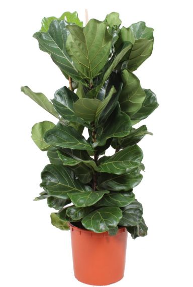 Ficus lyrata zimmerpflanze 2