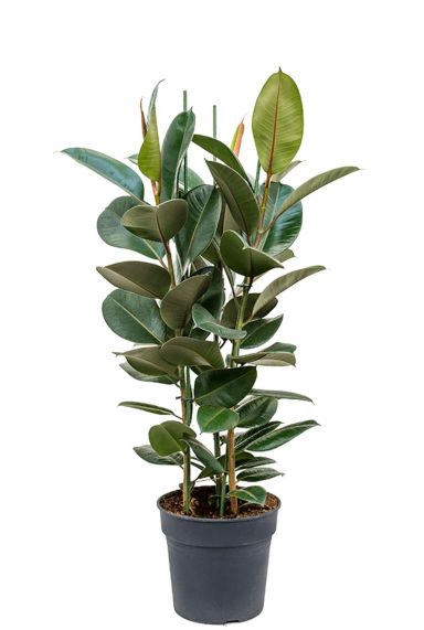Ficus robusta Pflanze 1