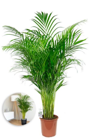 Grosse areca zimmerpflanze palme