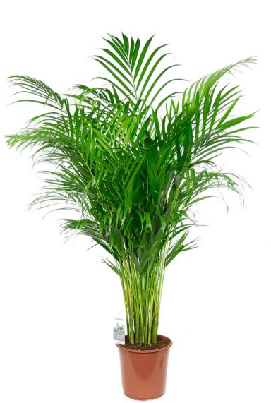 grosse areca zimmerpflanze palme