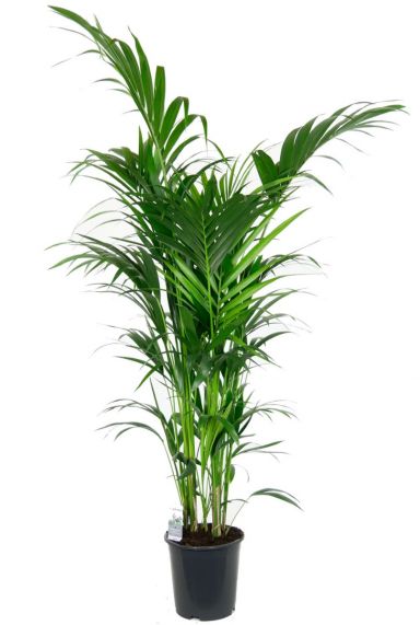 Grote mooie kentia palm kamerplant 2