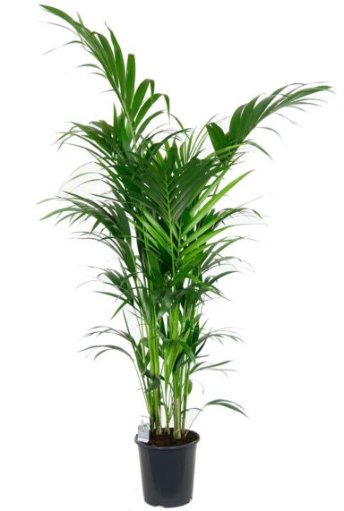 Große schöne Kentia-Palme Zimmerpflanze 