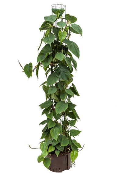 Philodendron scandens hydrokulturpflanze