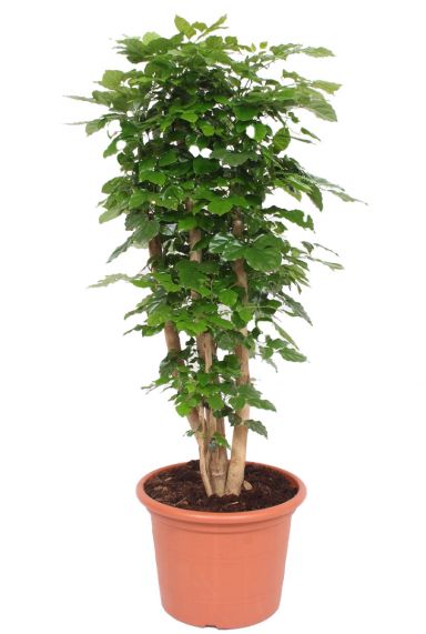 Grote radermachera hainanensis plant
