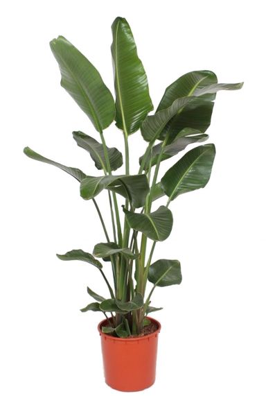 Grote strelitzia plant 3