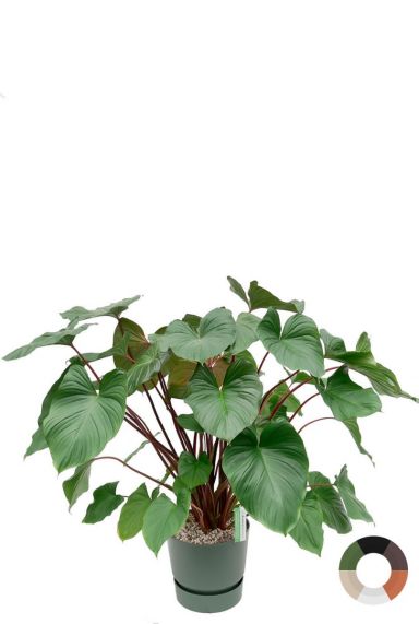 Zimmerpflanze große Blätter im Elho-Topf 1