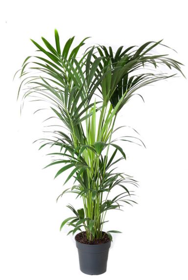 Kentia-palme-zimmerpflanze